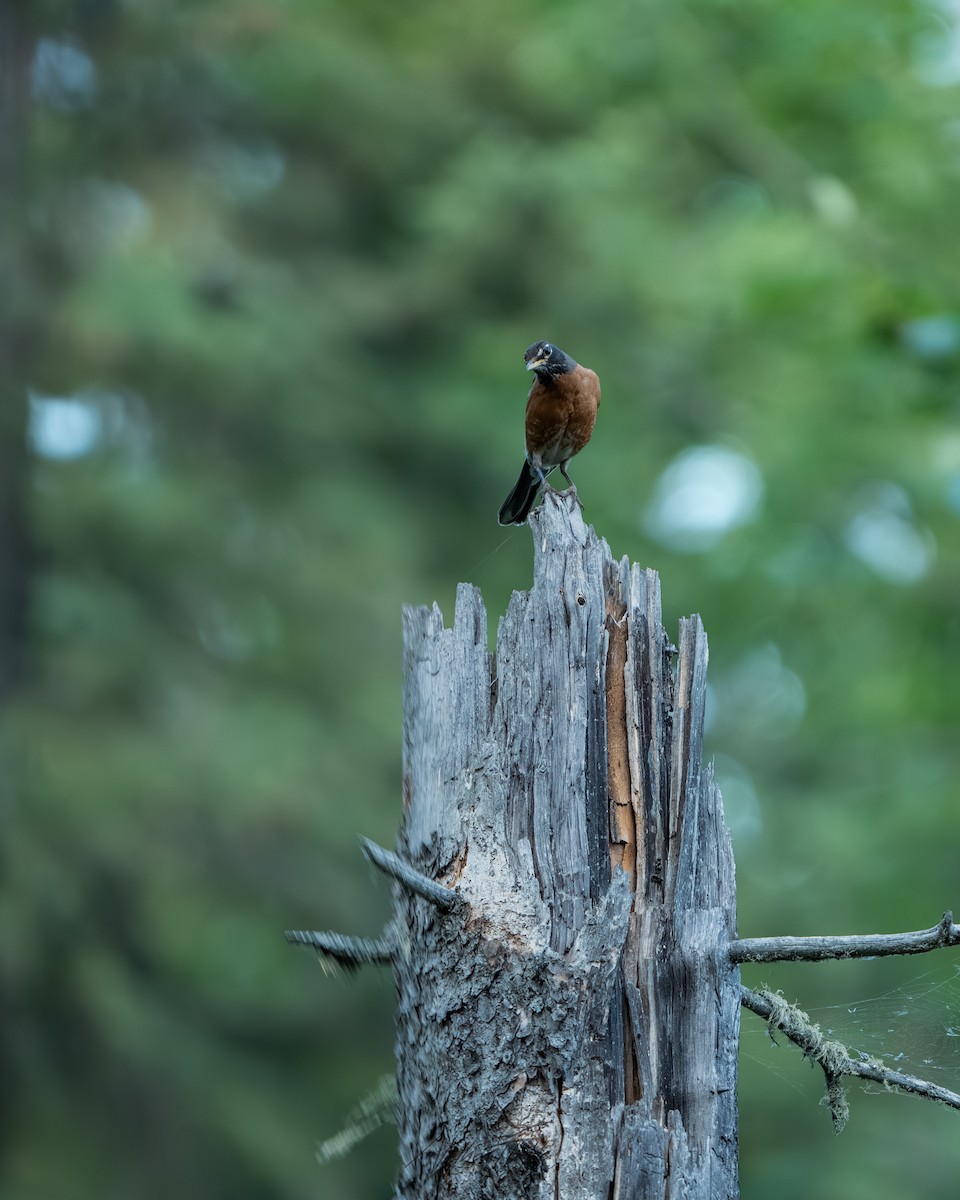 American Robin - ML638821872