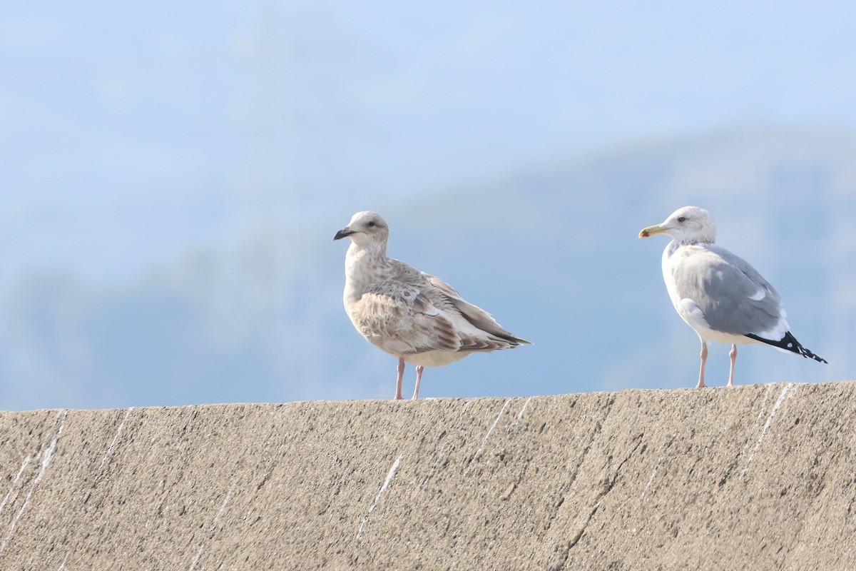 Slaty-backed Gull - ML638821879