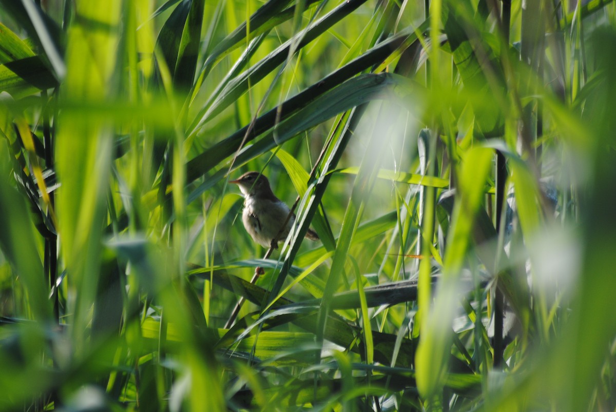 Marsh Warbler - ML638821882