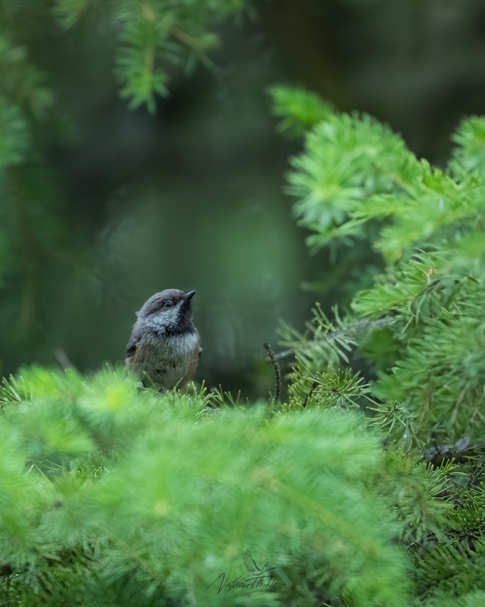Boreal Chickadee - ML638821885