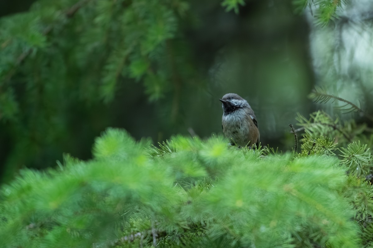 Boreal Chickadee - ML638821886