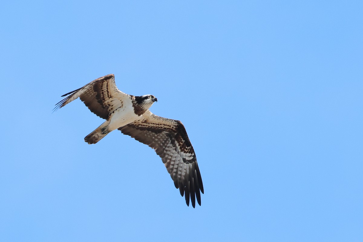 Osprey - ML638821893