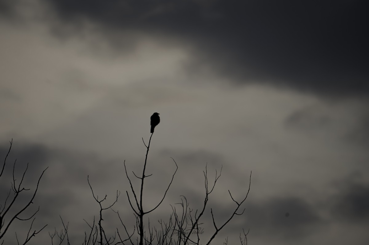 American Crow - ML638821898