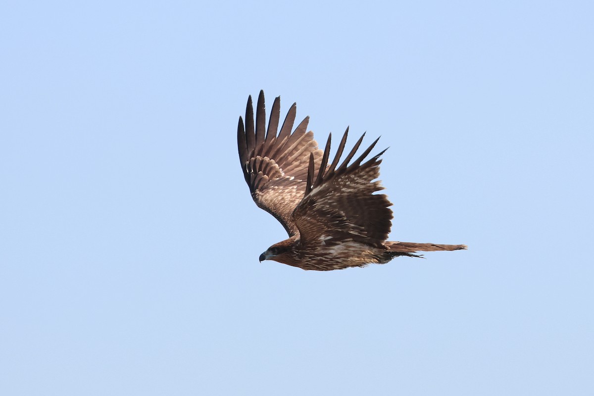黑鳶 - ML638821900