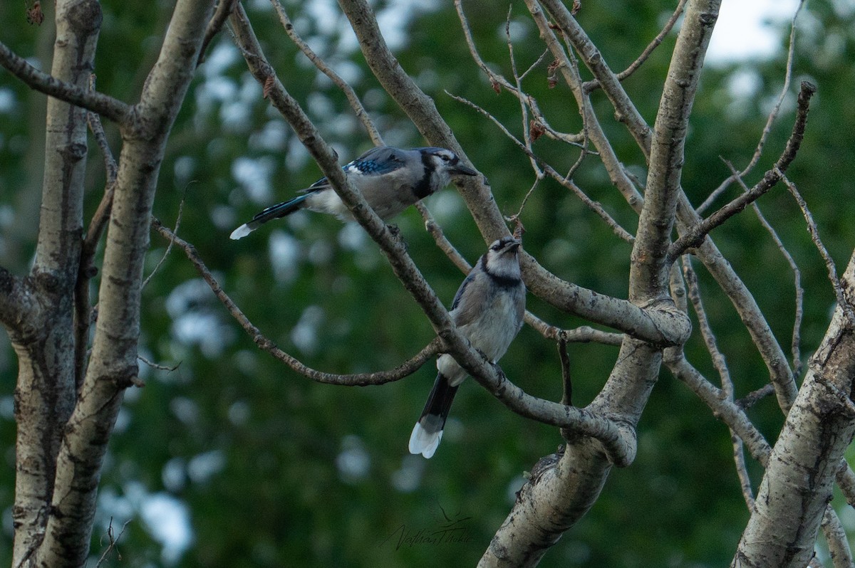 Blue Jay - ML638821902