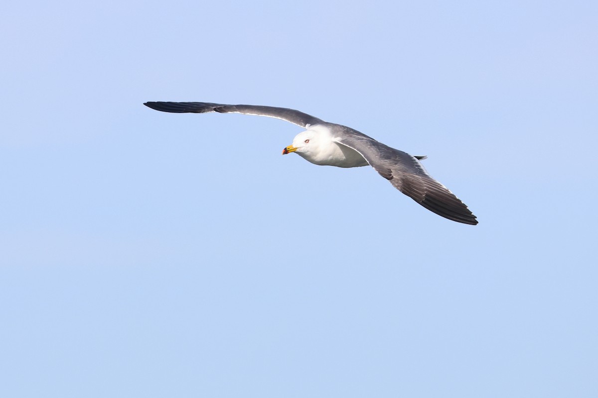 Black-tailed Gull - ML638821917