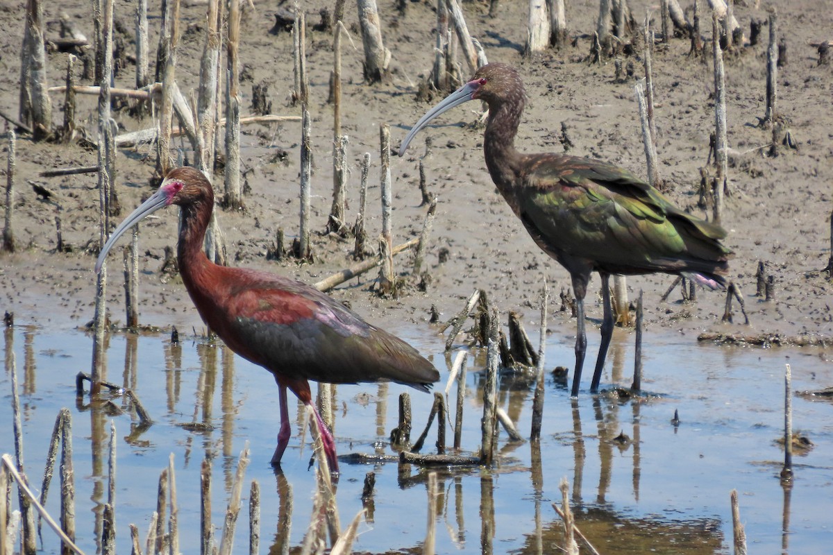 White-faced Ibis - ML638821928