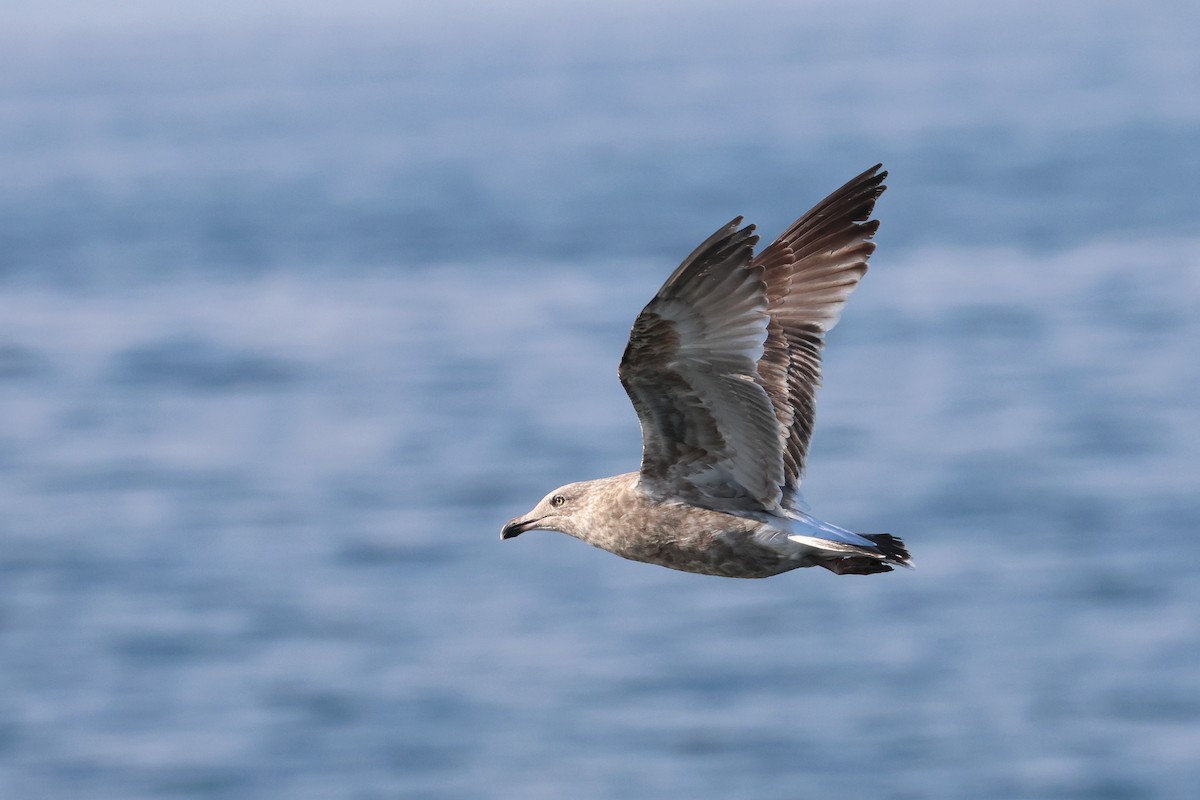 Vega Gull - ML638821932