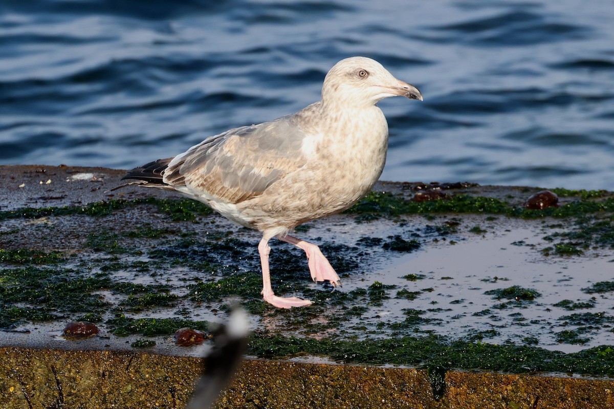 Vega Gull - ML638821935