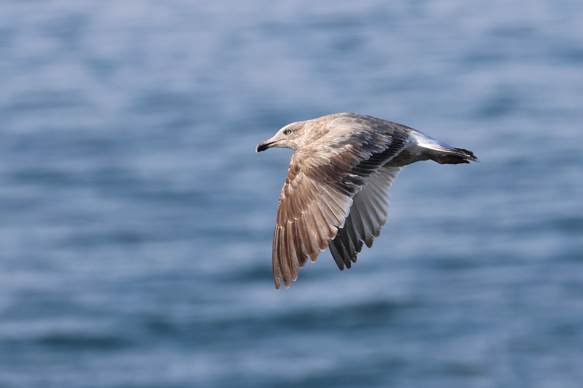 Vega Gull - ML638821936