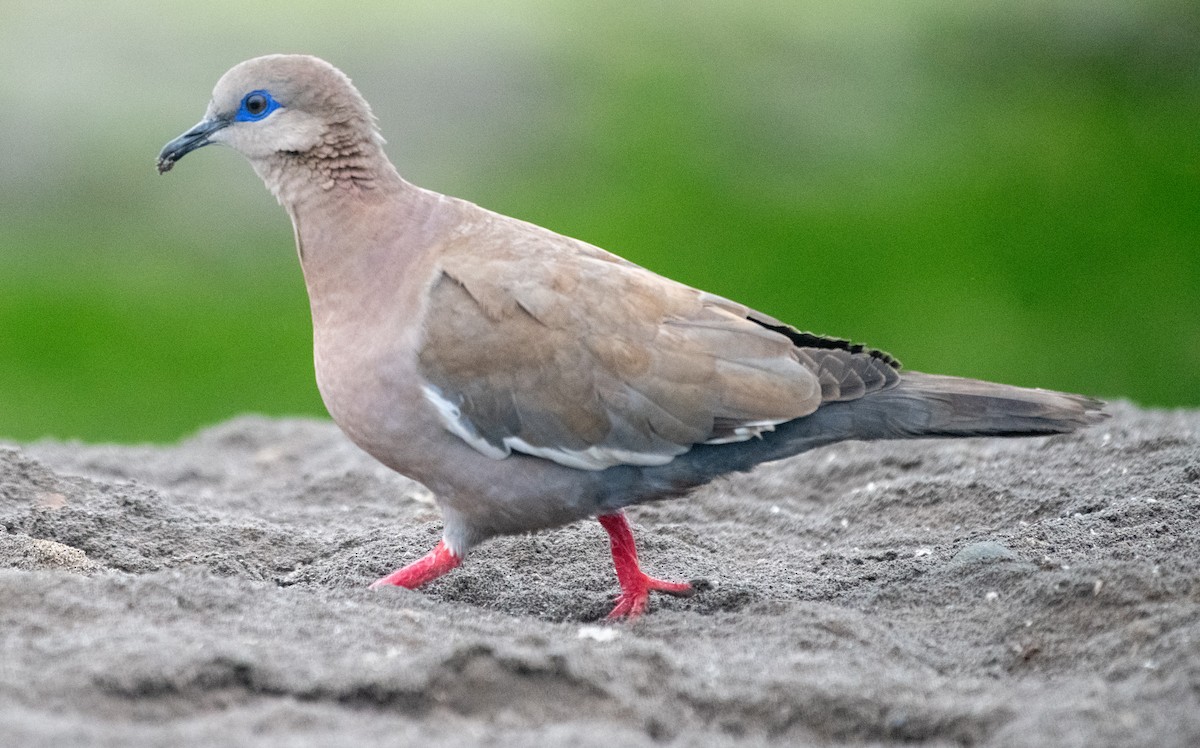West Peruvian Dove - ML638821965