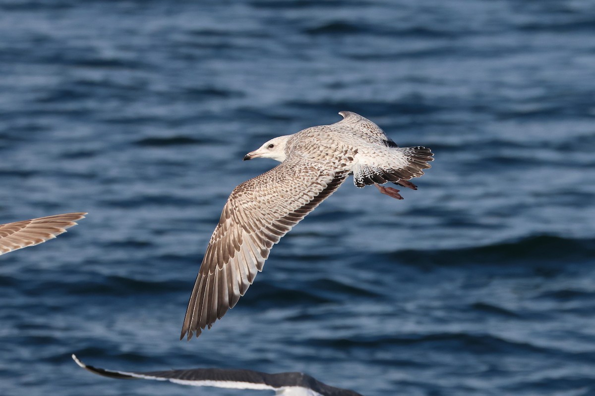 Vega/Mongolian Gull - ML638821969