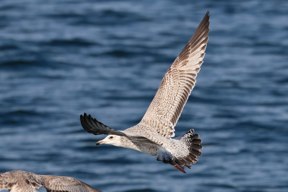 Vega/Mongolian Gull - ML638821970