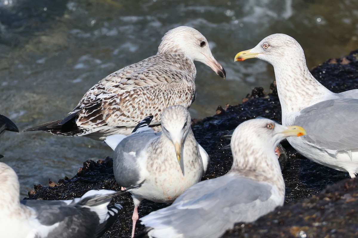 Vega/Mongolian Gull - ML638821971