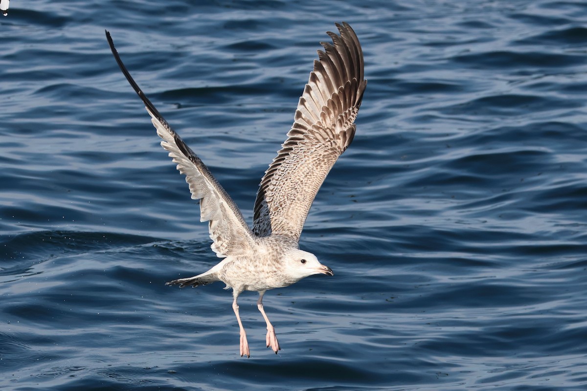 Vega/Mongolian Gull - ML638821973