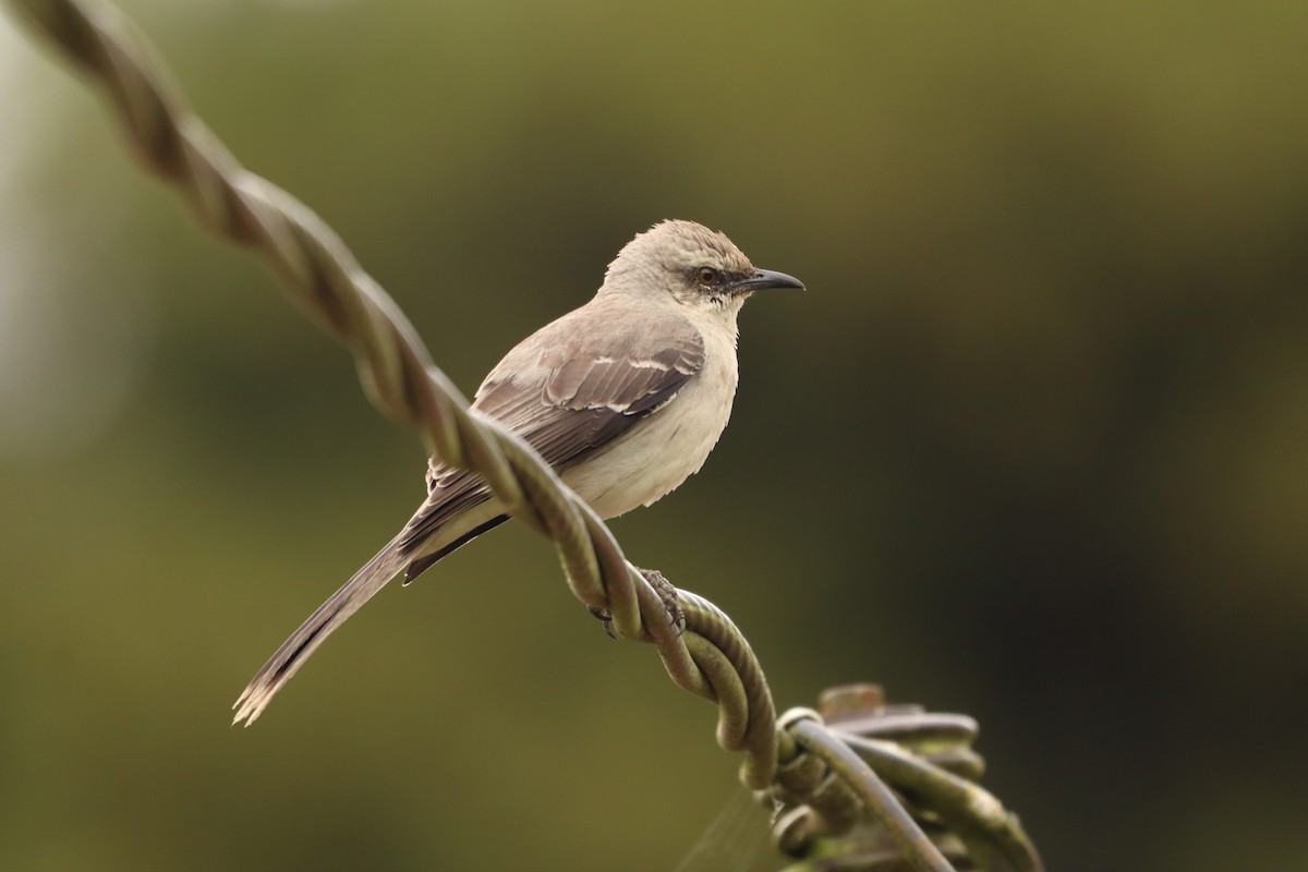 Tropical Mockingbird - ML638821977