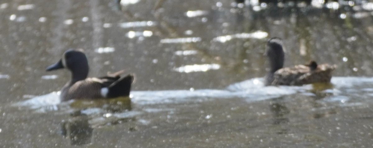Blue-winged Teal - ML638821979