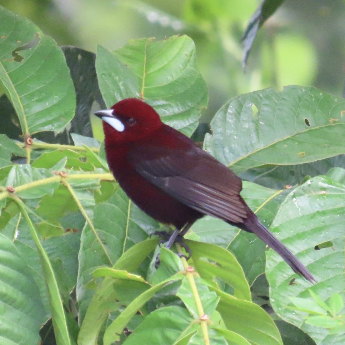 Silver-beaked Tanager - ML638821981