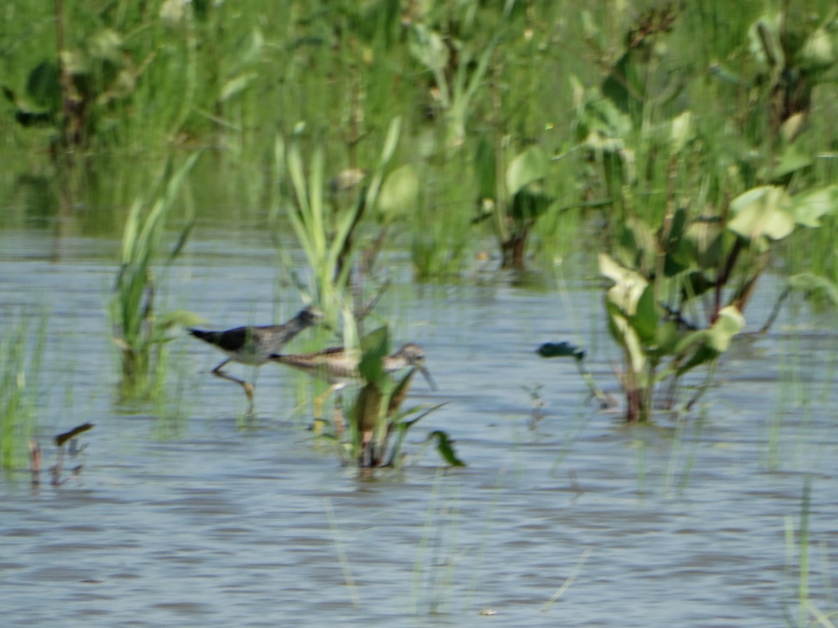 Lesser Yellowlegs - ML638821982