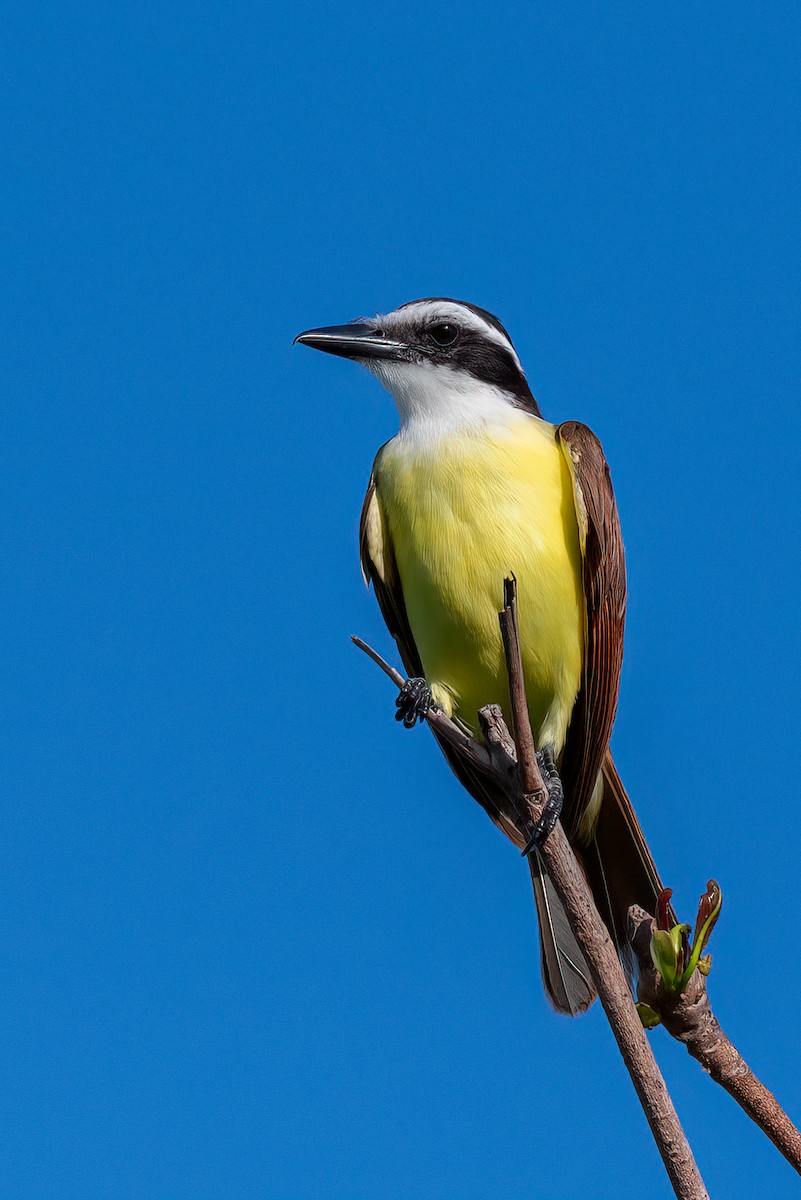 Great Kiskadee - ML638821983