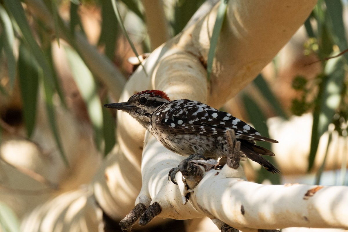 Ladder-backed Woodpecker - ML638821995