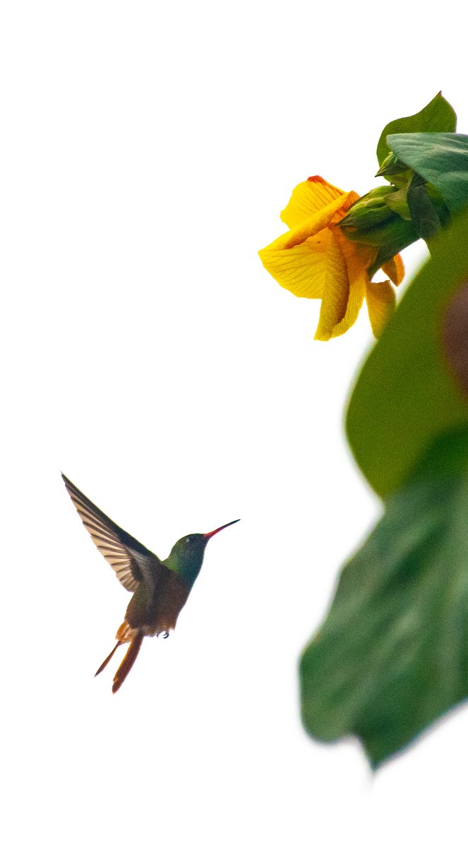 Amazilia Hummingbird - ML638821996