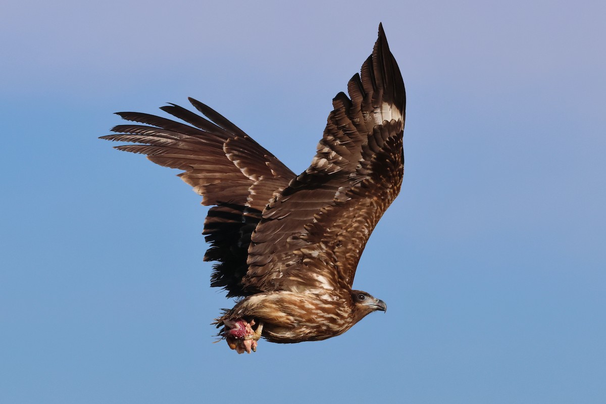 黑鳶 - ML638821997