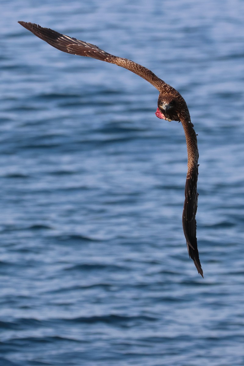 黑鳶 - ML638821998