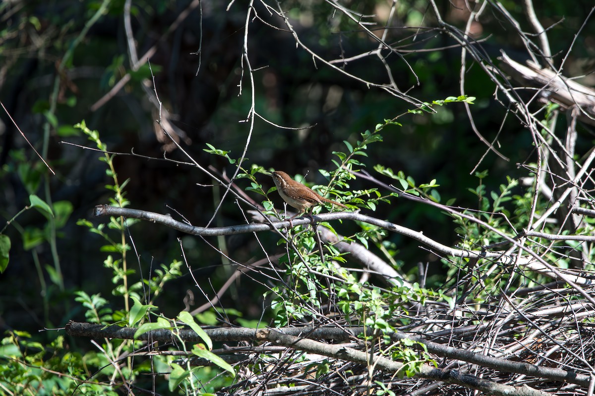Carolina Wren - ML638822000