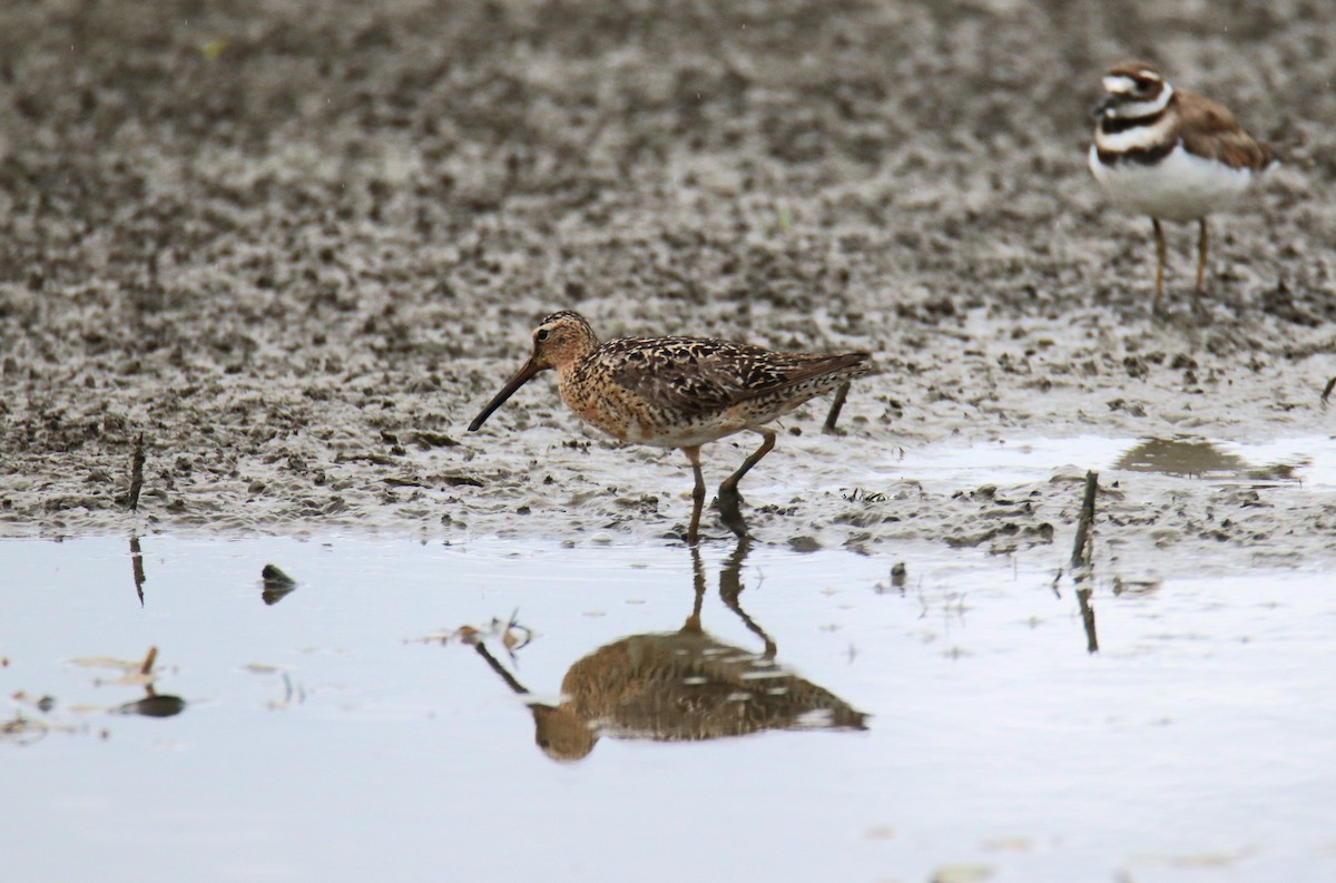 Short-billed Dowitcher - ML638822001