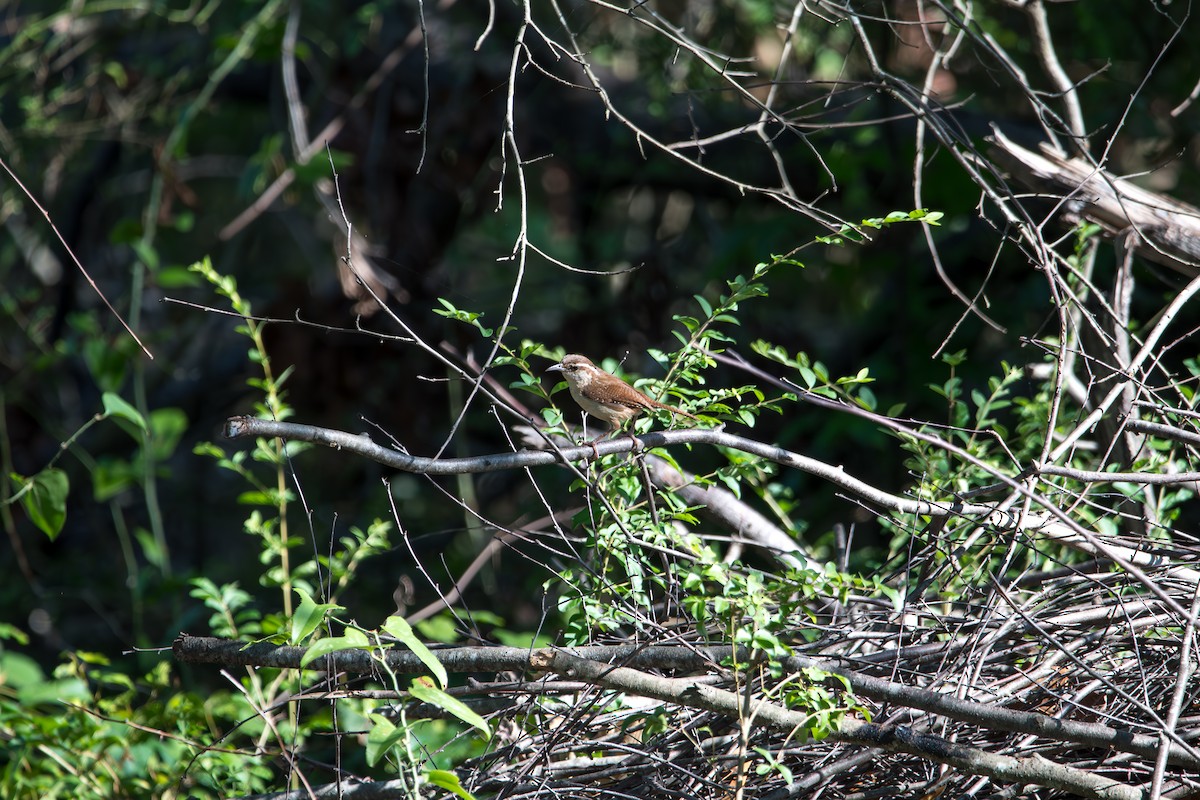 Carolina Wren - ML638822002