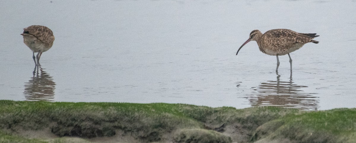Whimbrel - ML638822003
