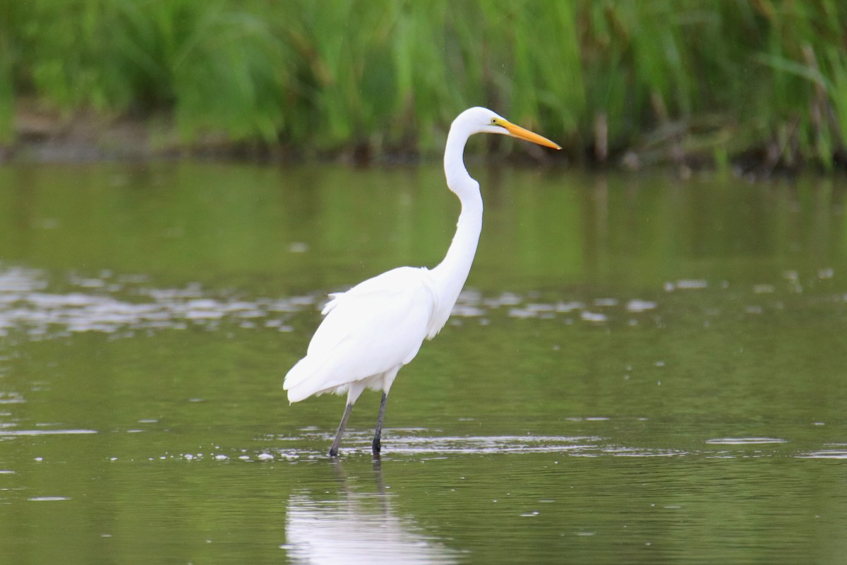 Great Egret - ML638822004