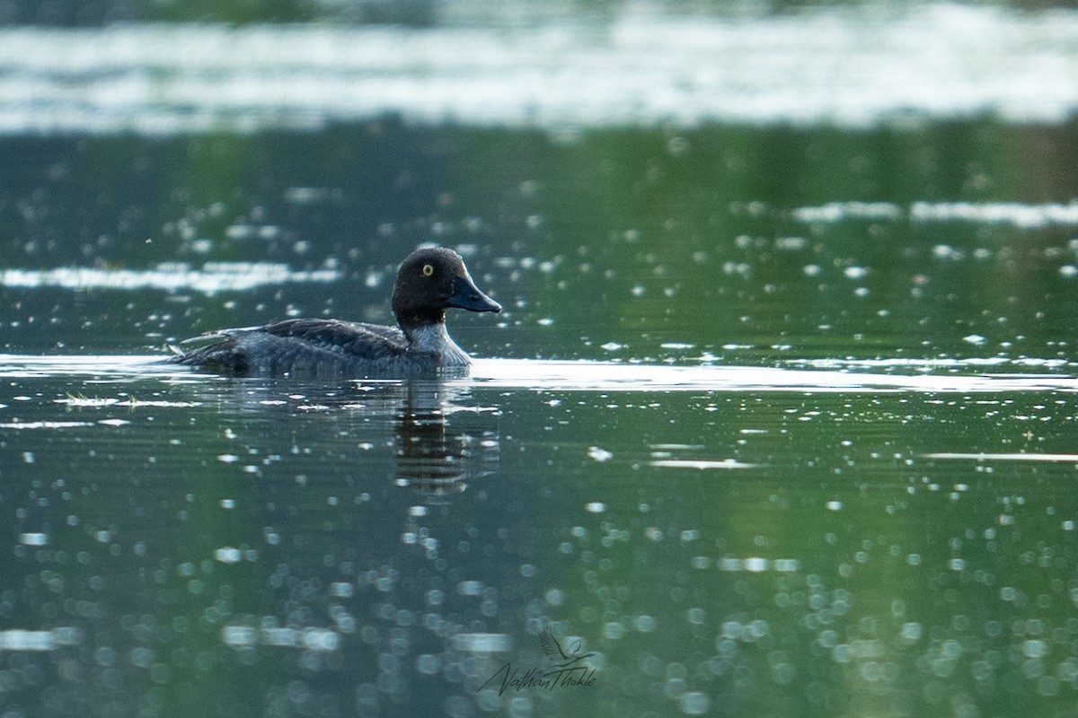 Common Goldeneye - ML638822006