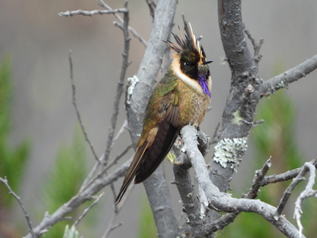 Buffy Helmetcrest - ML638822008
