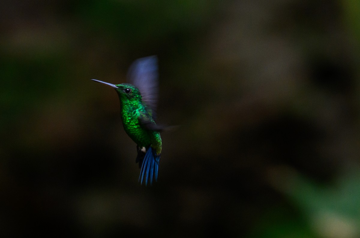 Steely-vented Hummingbird - ML638822009