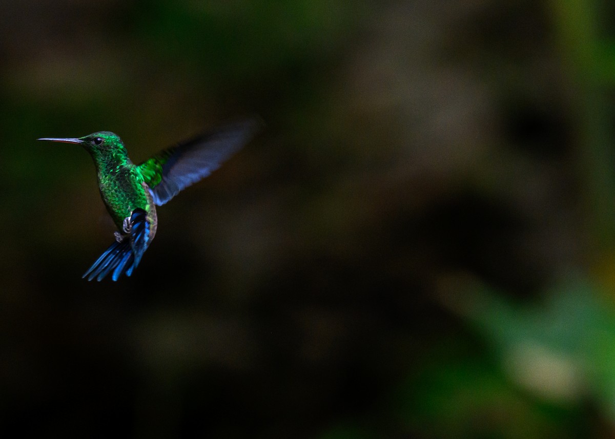 Steely-vented Hummingbird - ML638822010