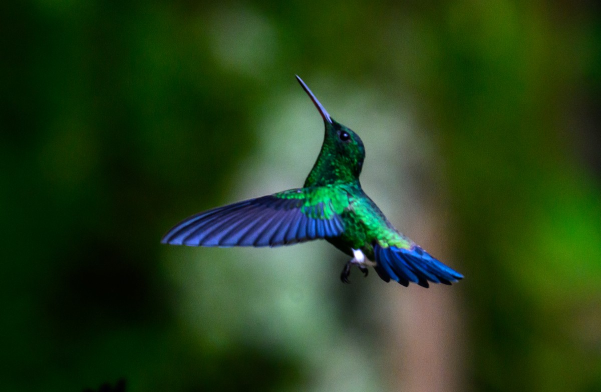 Steely-vented Hummingbird - ML638822011