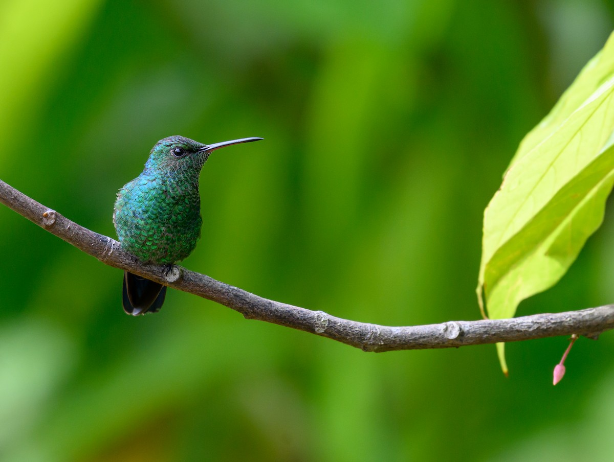 Steely-vented Hummingbird - ML638822012