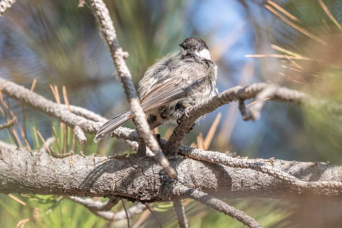 Black-capped Chickadee - ML638822014