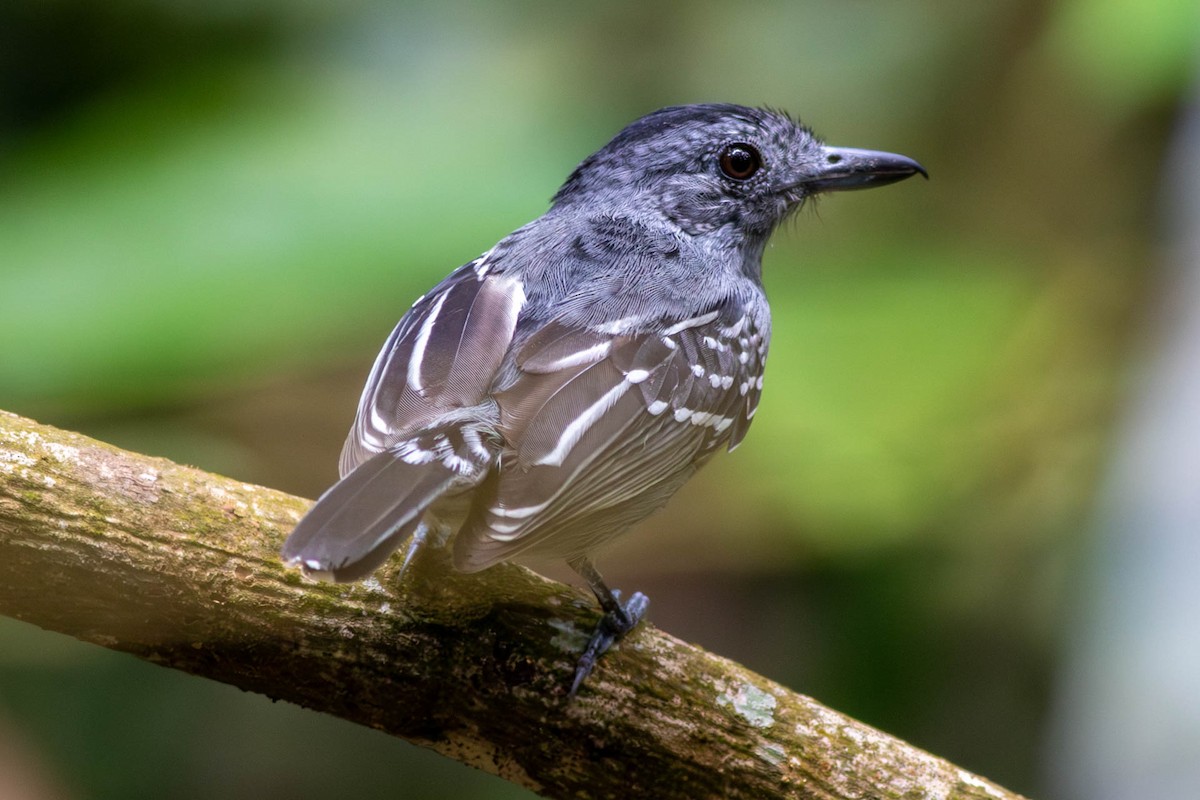Black-crowned Antshrike - ML638822015