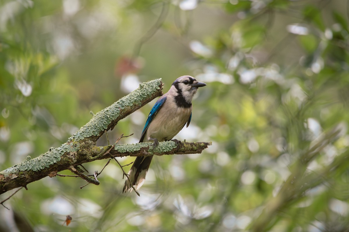 Blue Jay - ML638822017