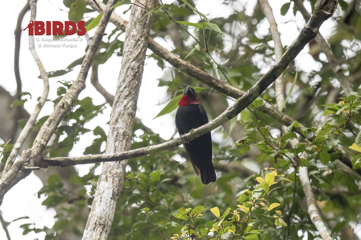 Purple-throated Fruitcrow - ML638822020