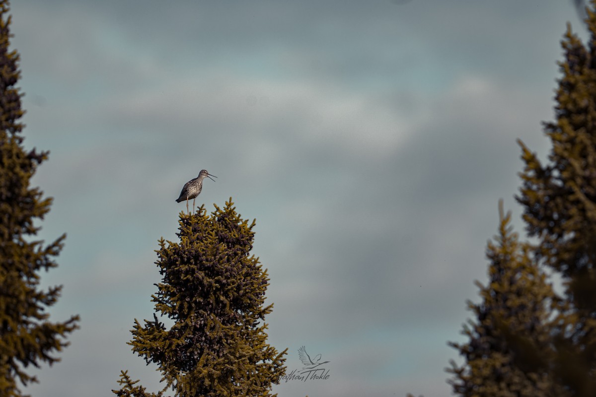 Greater Yellowlegs - ML638822024