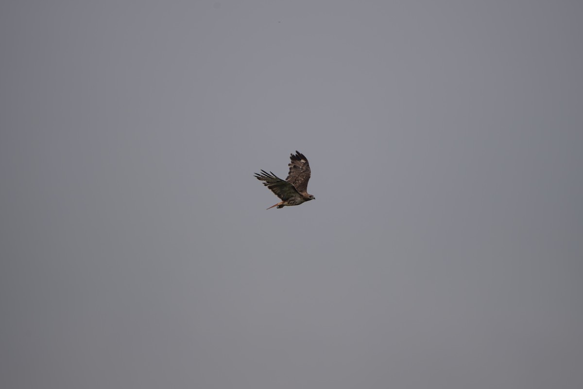 Red-tailed Hawk - ML638822027