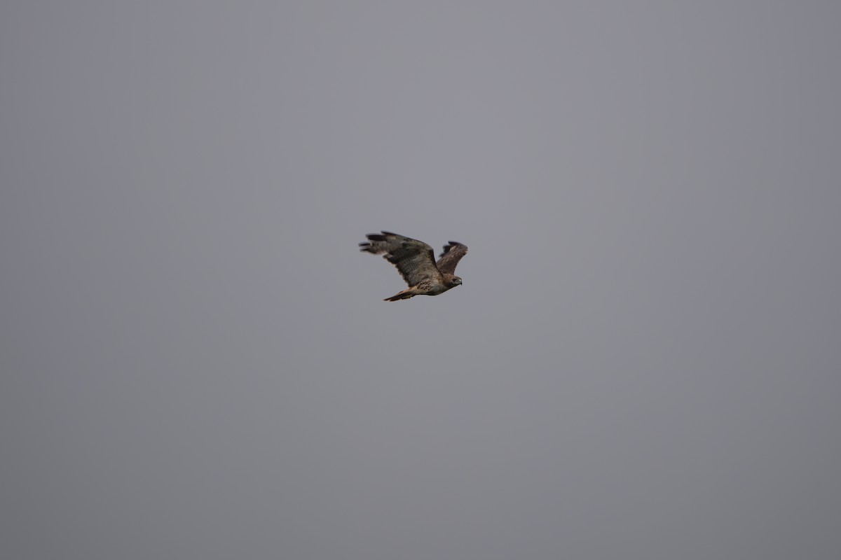 Red-tailed Hawk - ML638822028