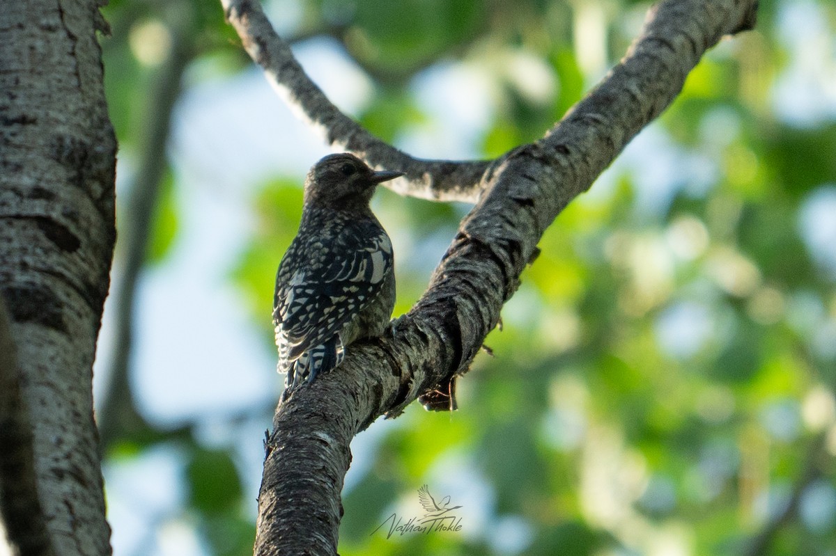 Yellow-bellied Sapsucker - ML638822029