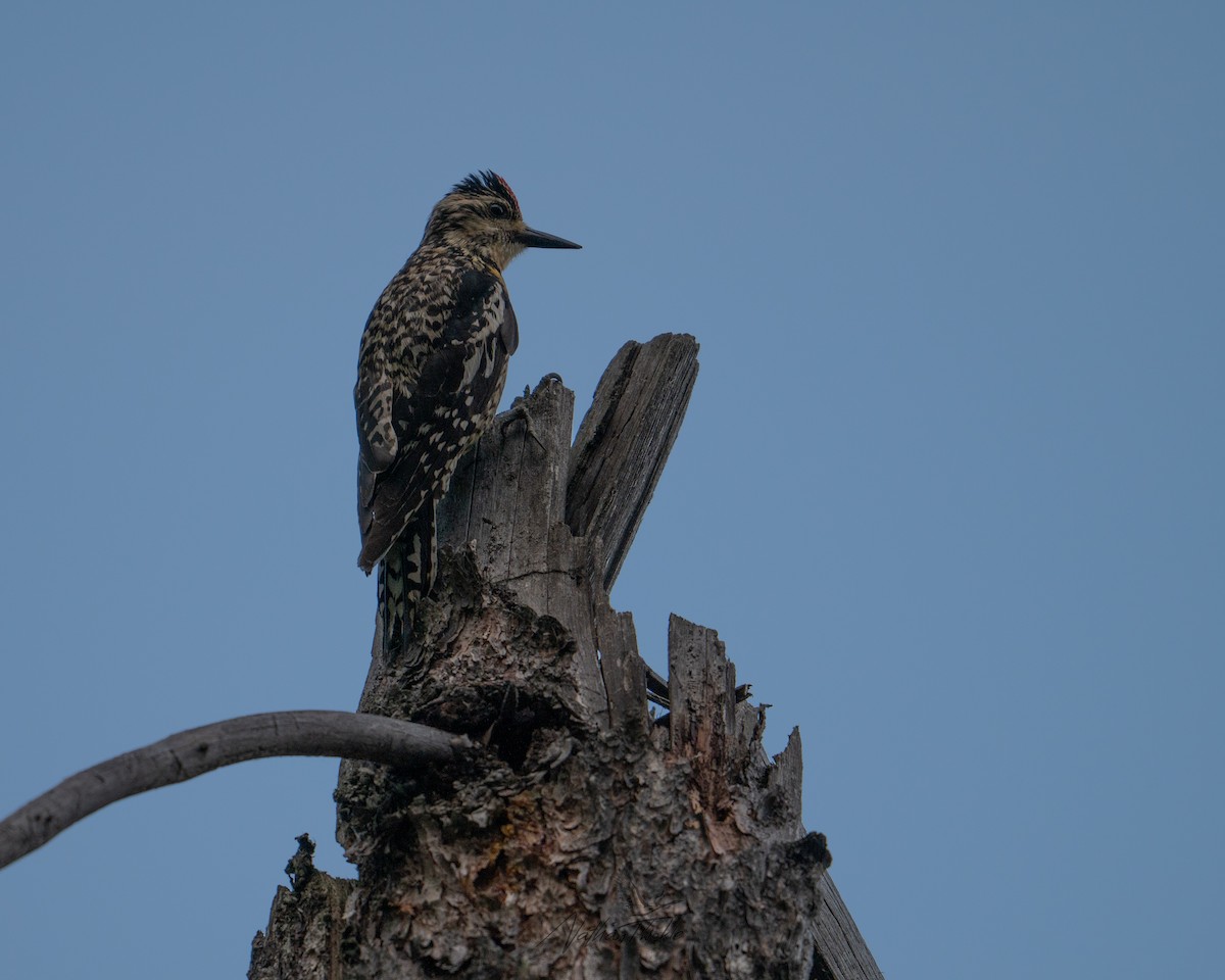 Yellow-bellied Sapsucker - ML638822030