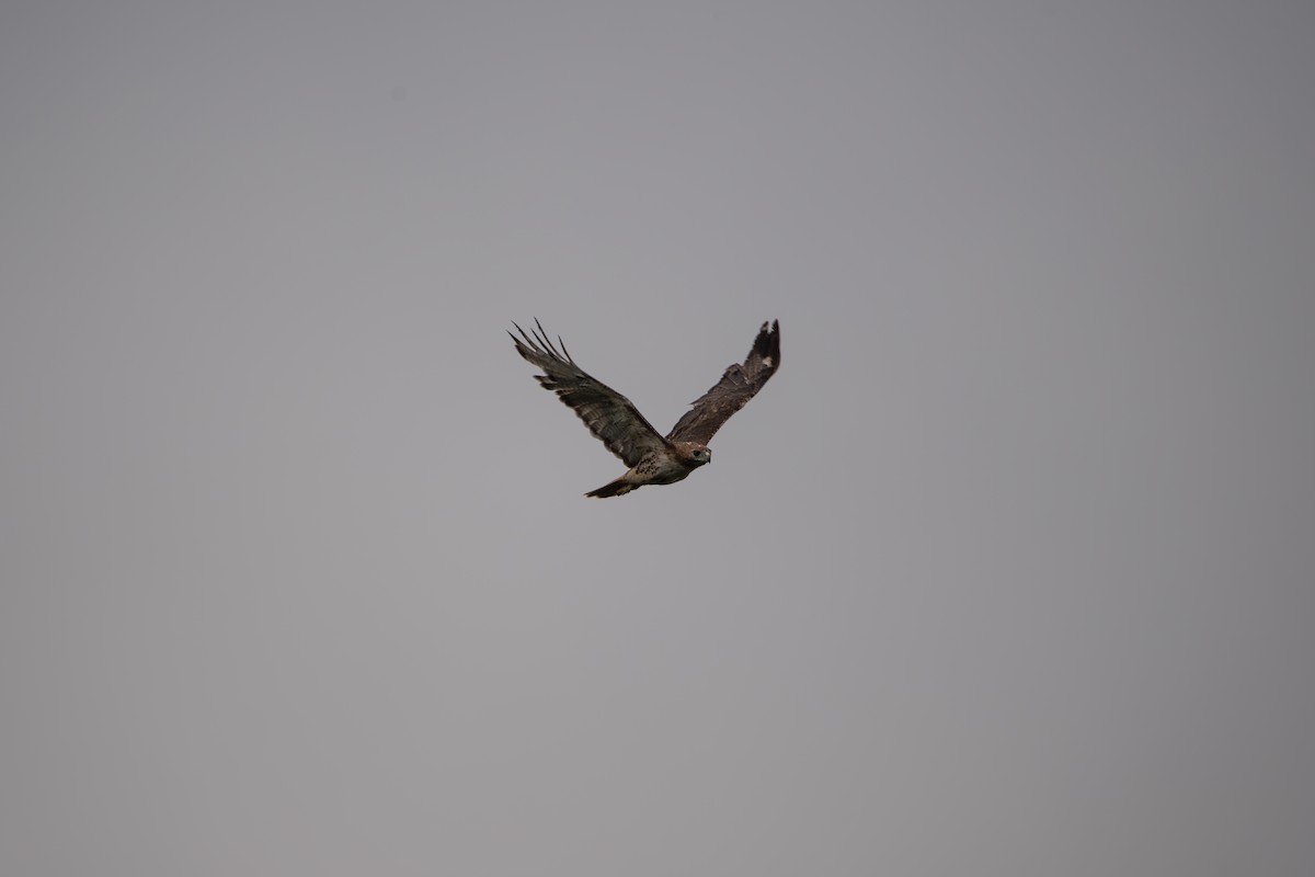 Red-tailed Hawk - ML638822031