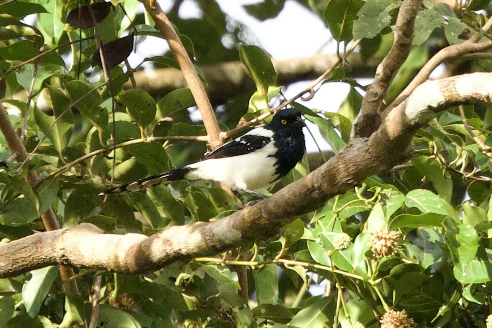 Magpie Tanager - ML638822033